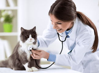 chat chez le vétérinaire